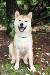 Akita