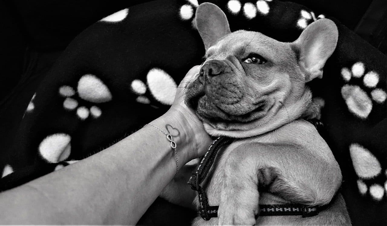 perro sonriendo