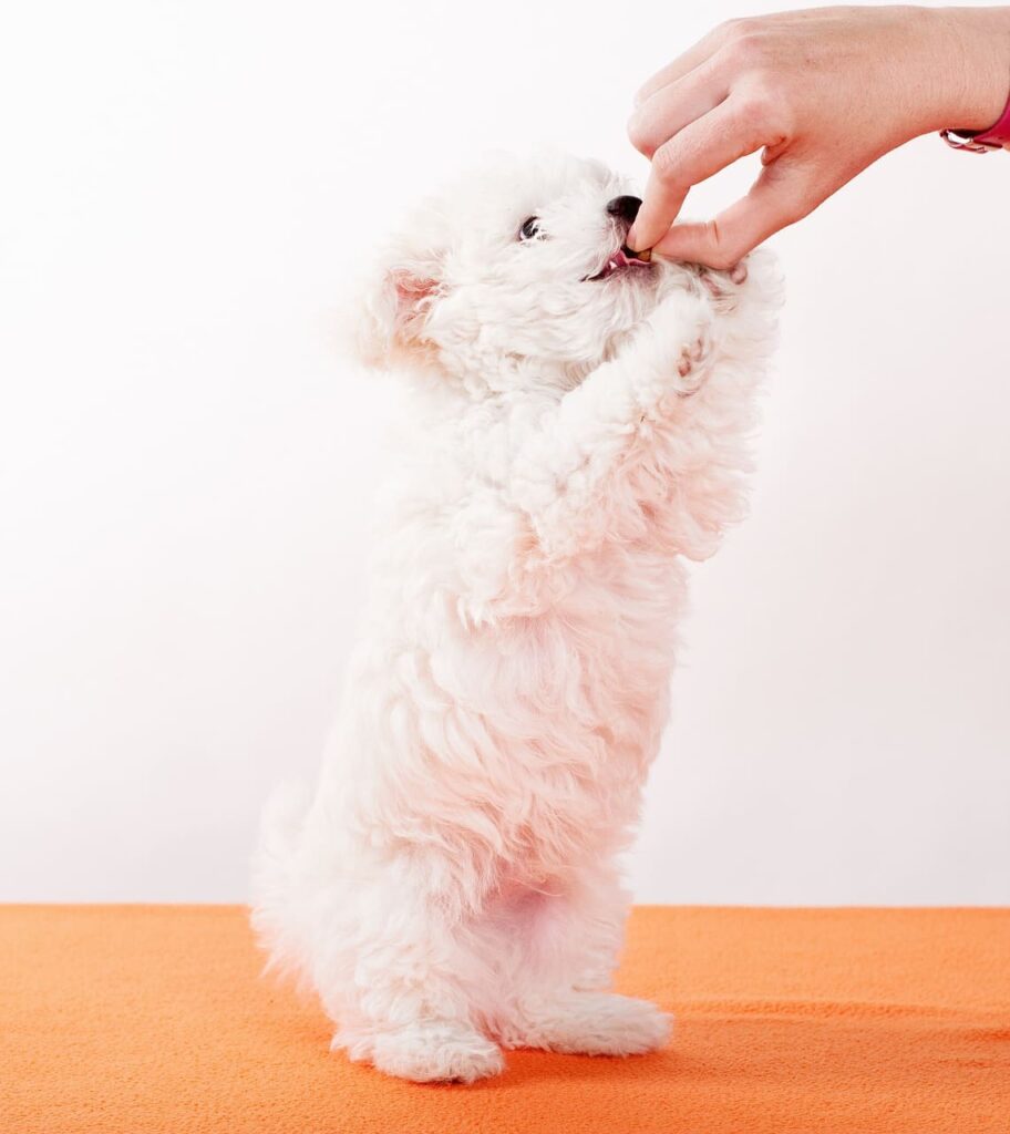premio para perro