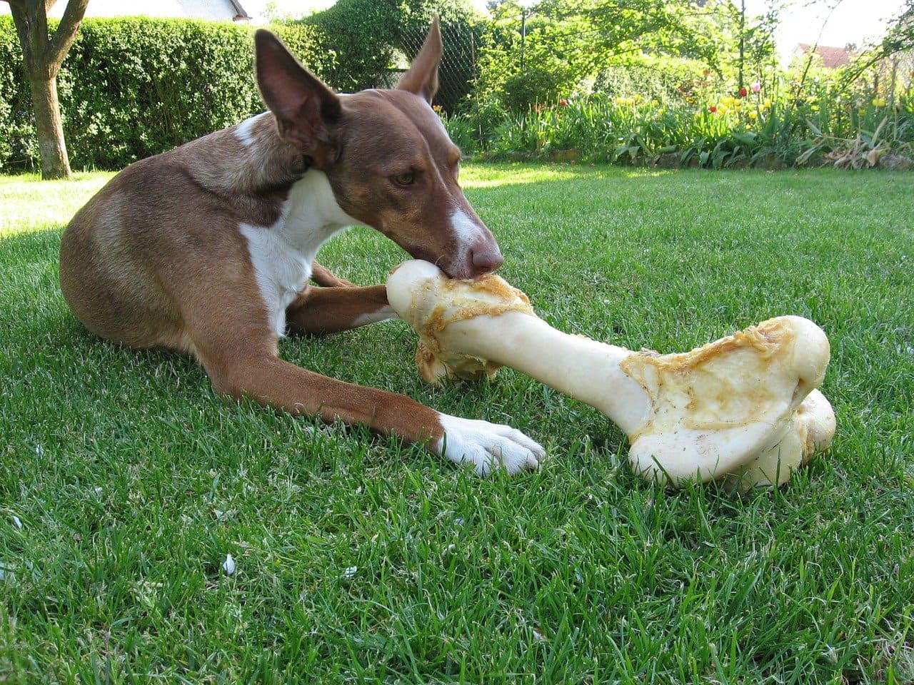 perro con hueso