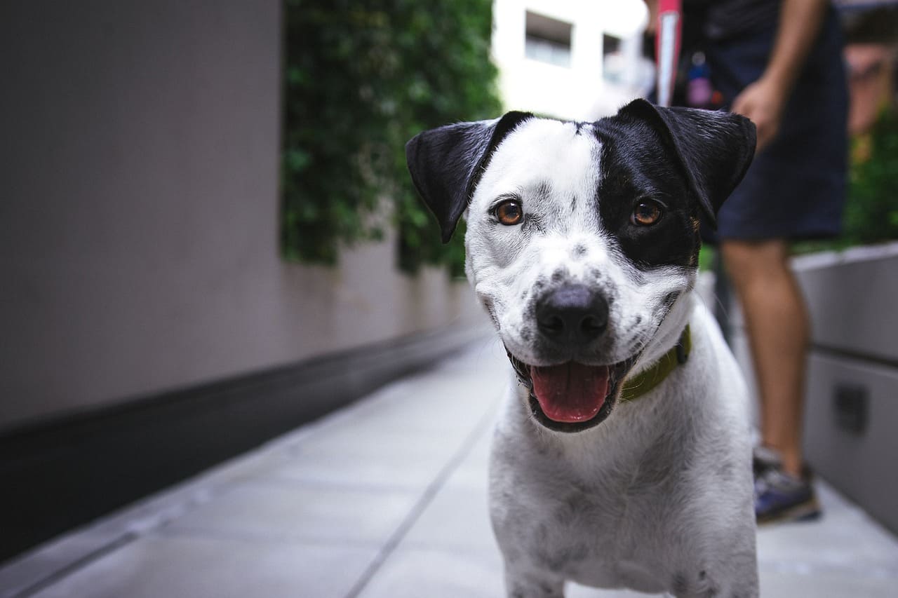 perro sonriendo