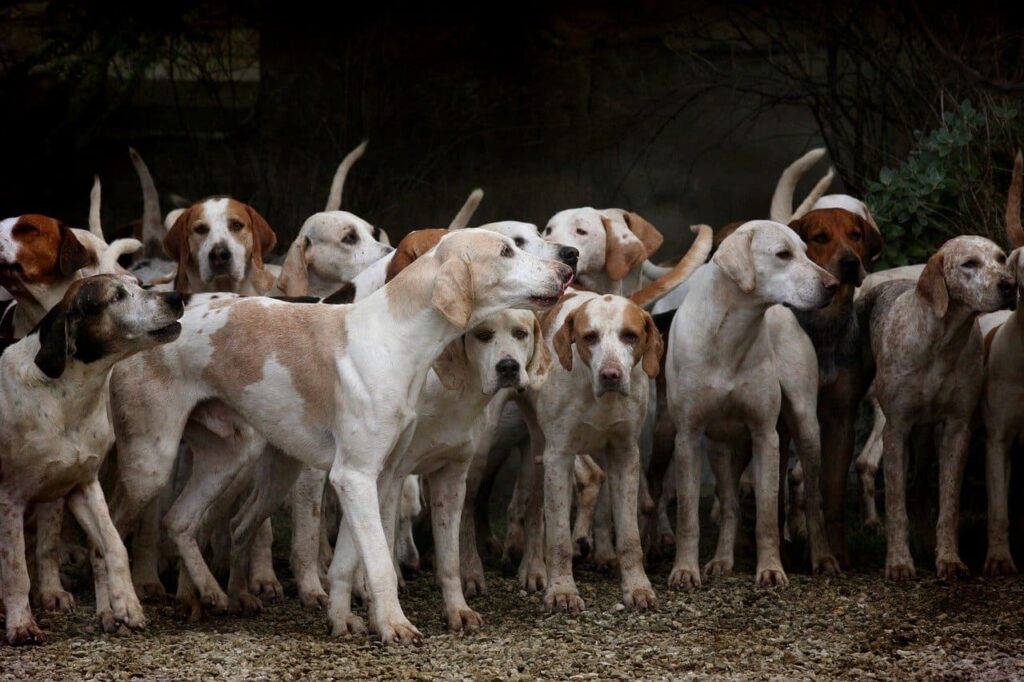 familia de perros