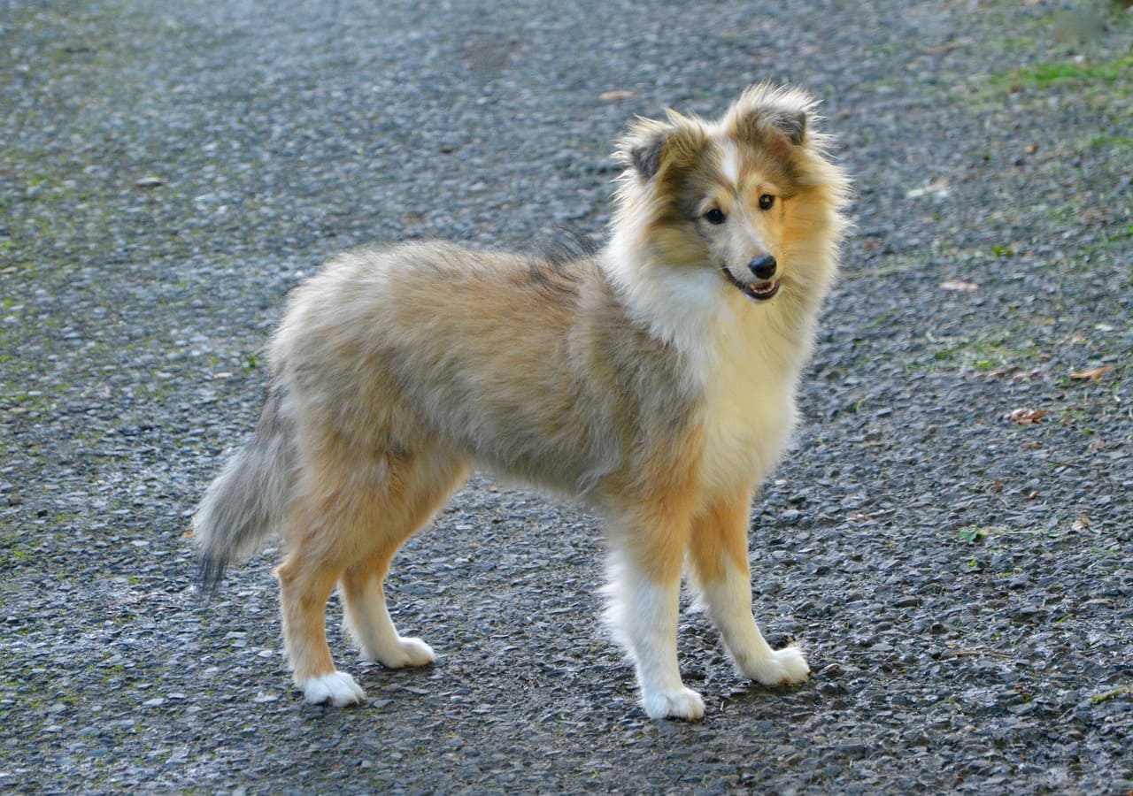 perro pequeño