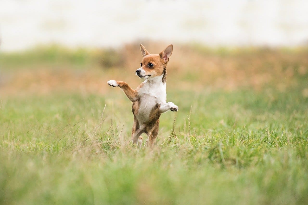 perro feliz