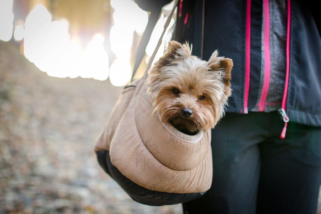 bolsa para perro