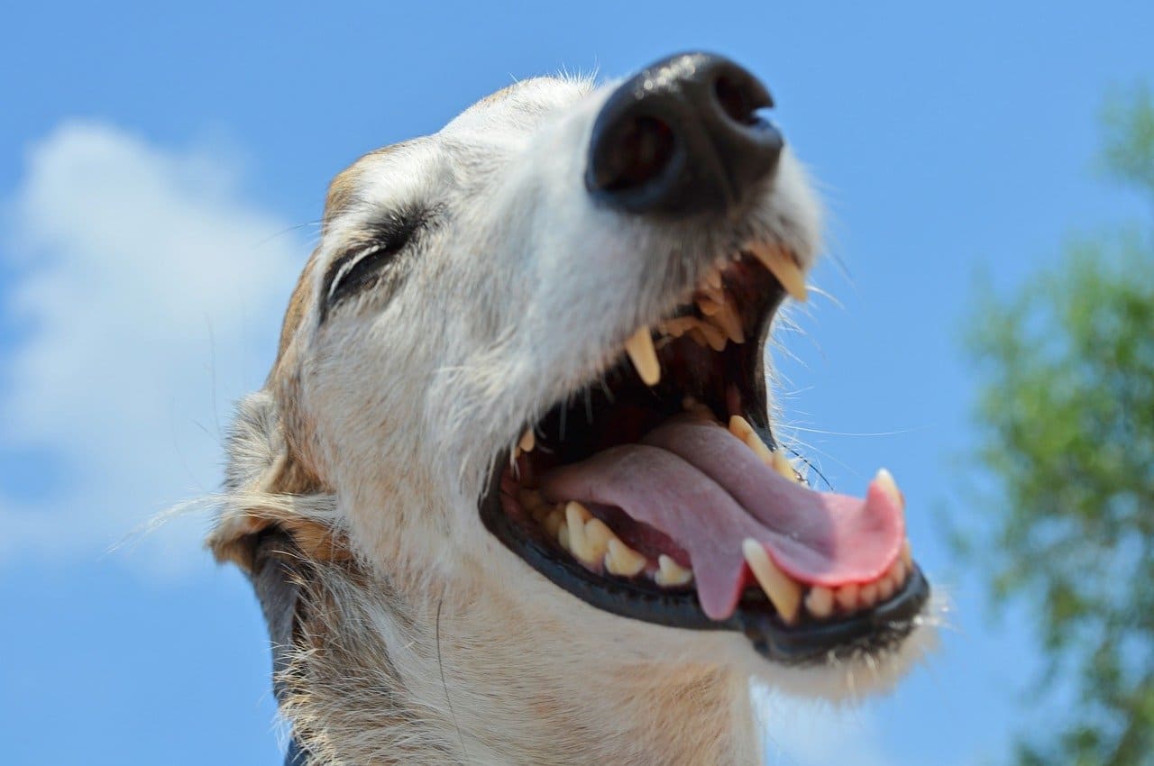 dientes de perro