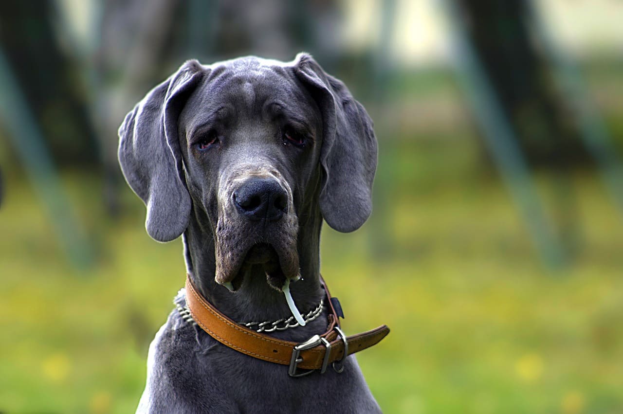perro gigante
