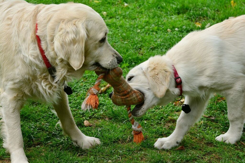 juguete de perro
