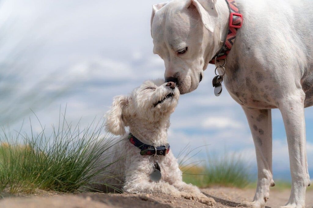 Perros juntos