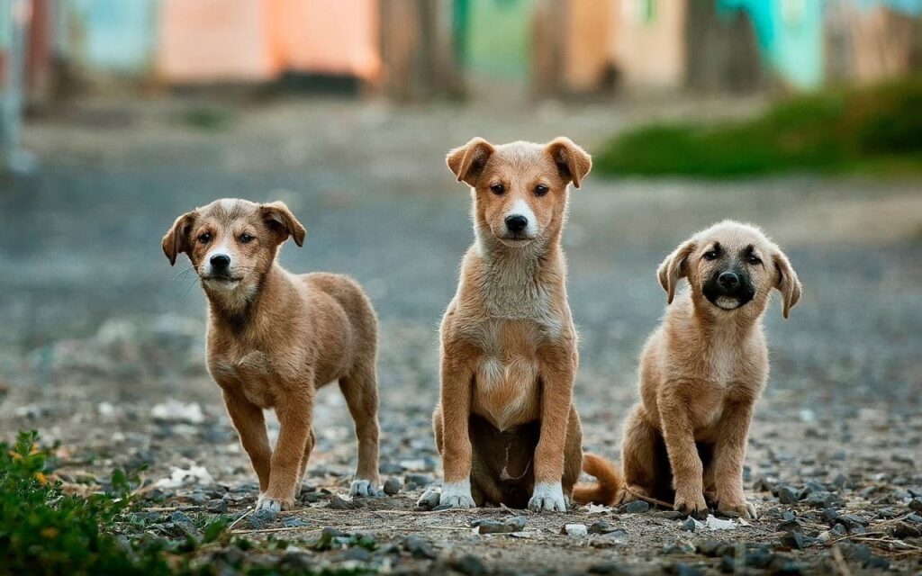 perros pequeños