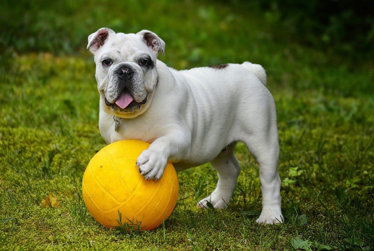 bulldog inglés
