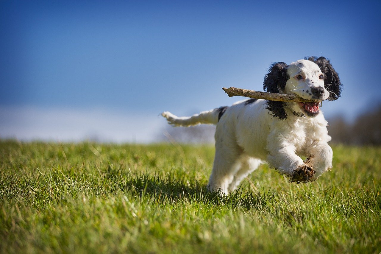 perro jugando