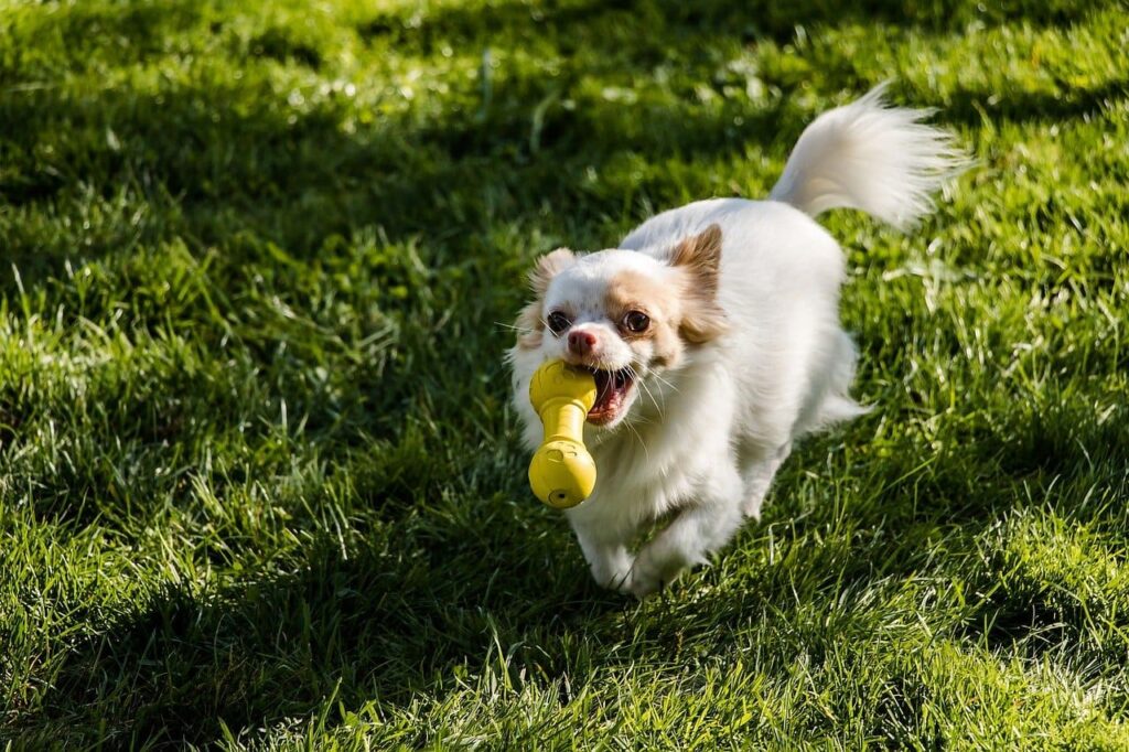 juguetes para perro
