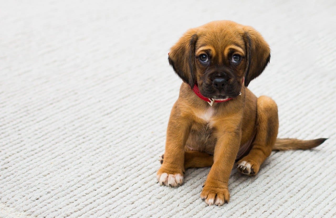 cachorro pequeño