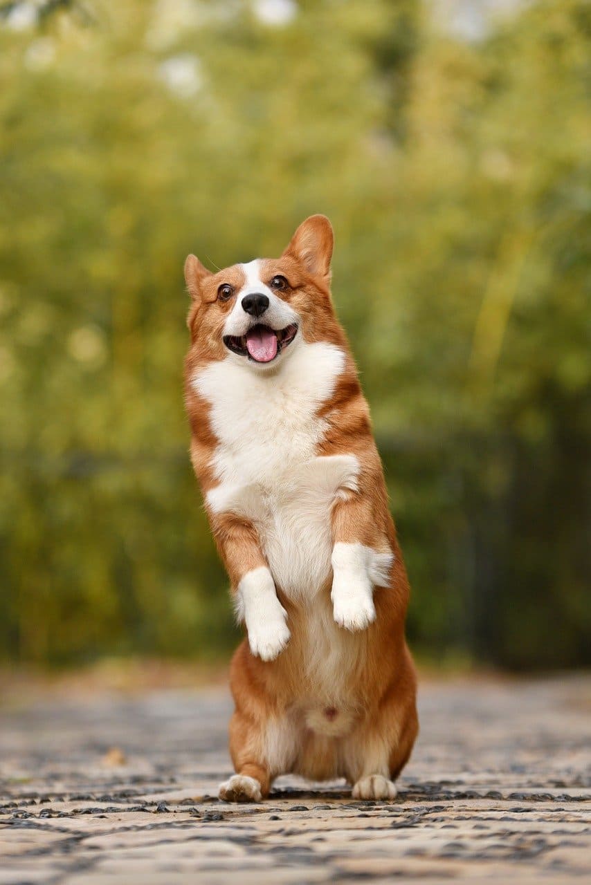 perro feliz sonriendo