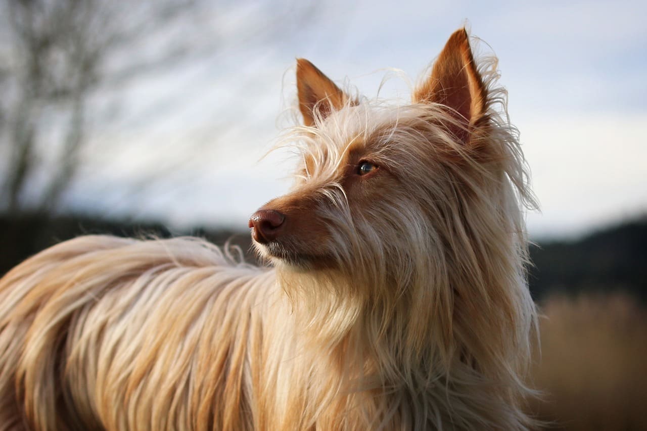 perro mediano