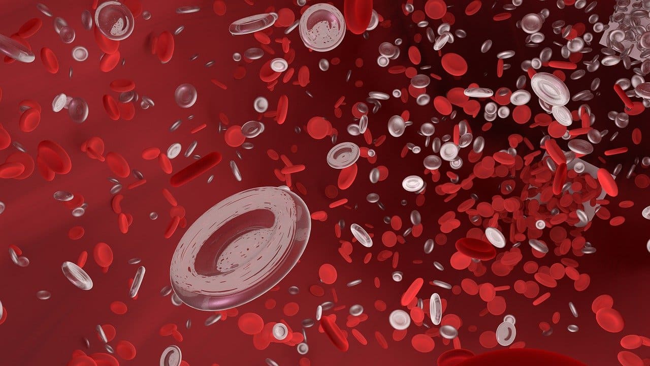 globulos rojos
