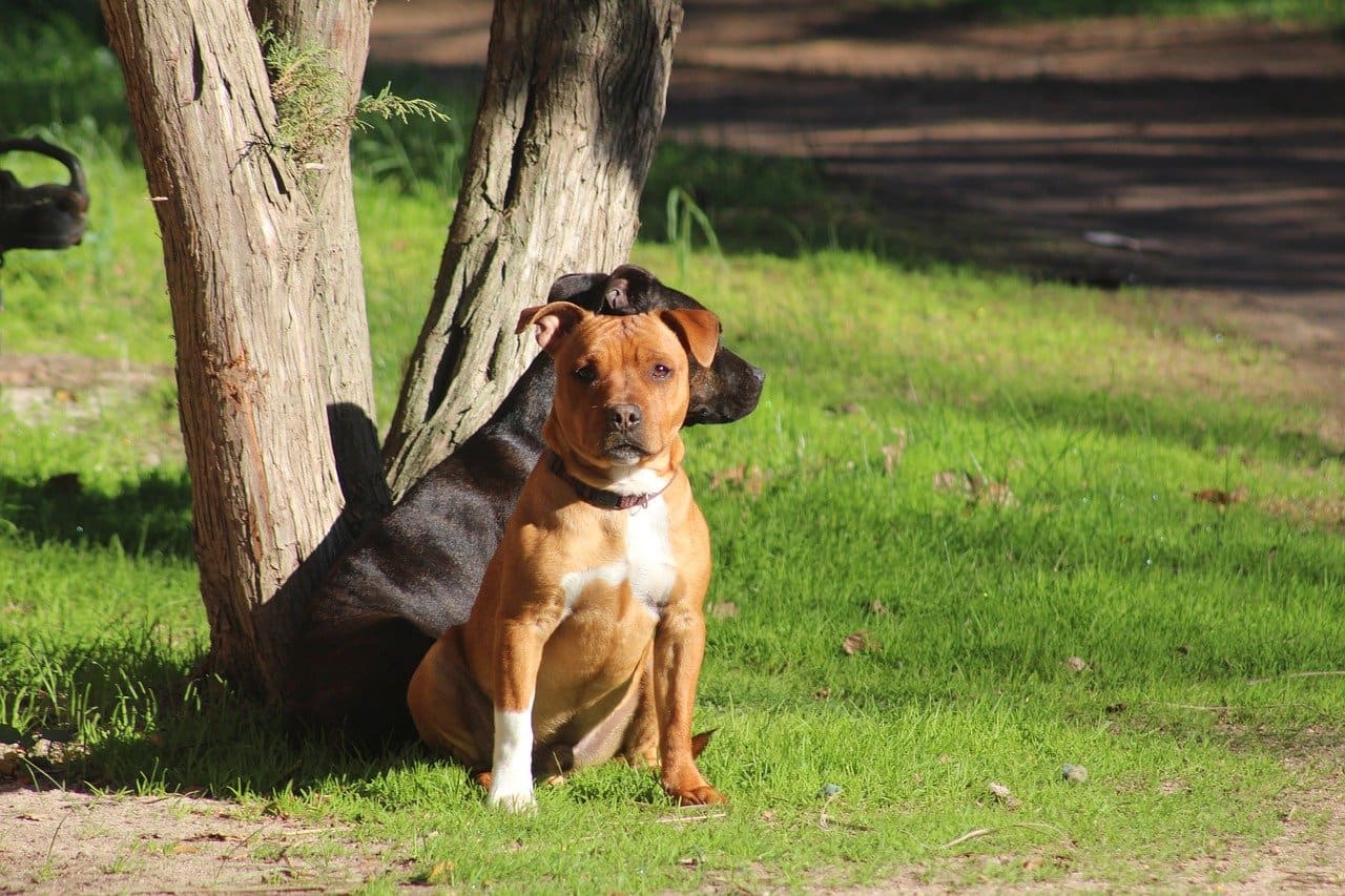 perro fuerte