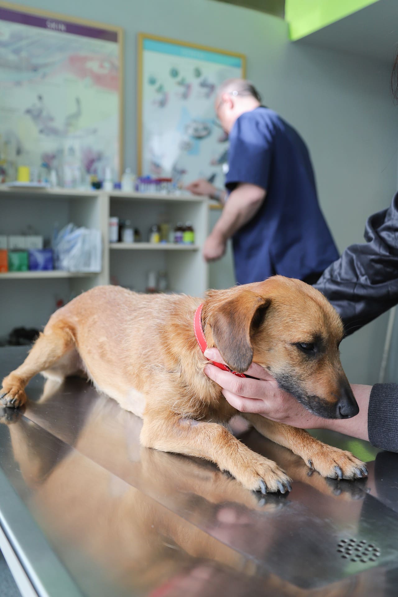 veterinario