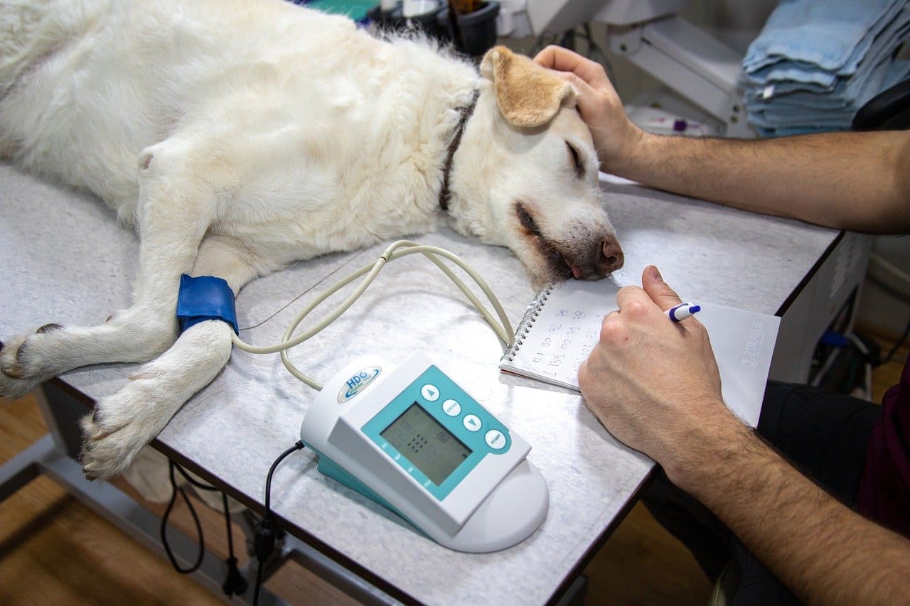 perro hospitalizado