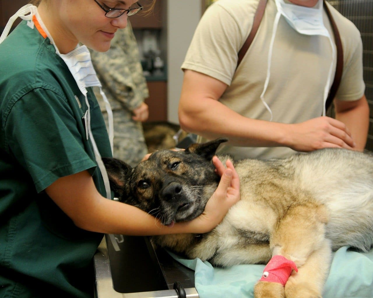 veterinario con perro